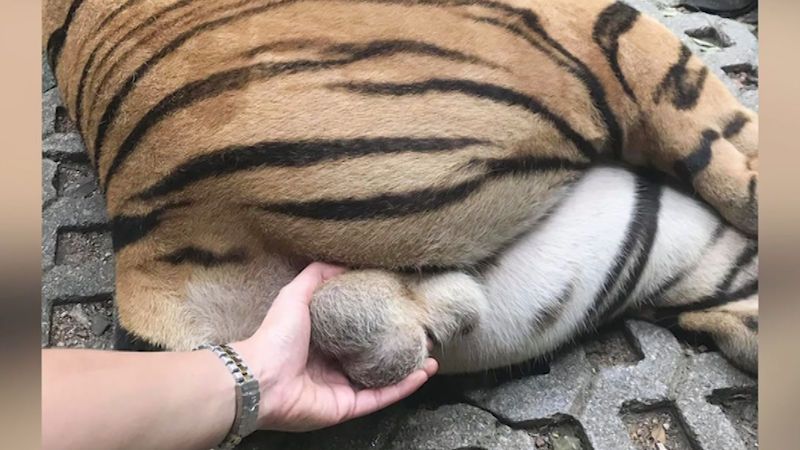 Turistka chytla tygra za genitálie, aby si udělala co nejlepší selfie